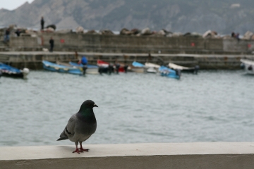 Vernazza6, Cinque Terre
