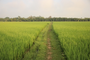 Pirinç tarlaları, Hoi An