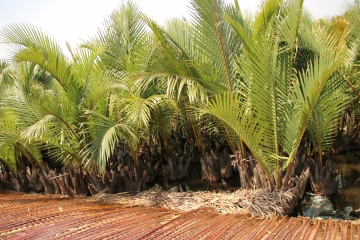 İnşa öncesi kurutma, Hoi An