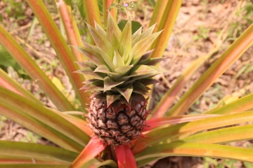 Ananas