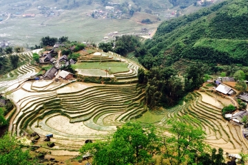 Pirinç terasları, Sapa